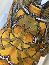 Butterfly Print Stretch Dress